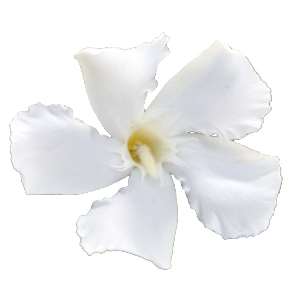 Nerium oleander Sister Agnes