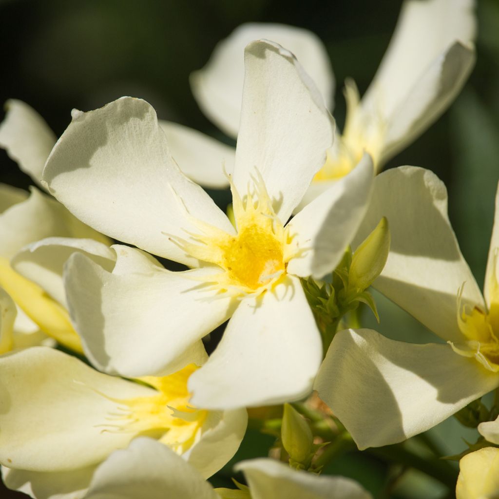 Nerium oleander Isle of Capri