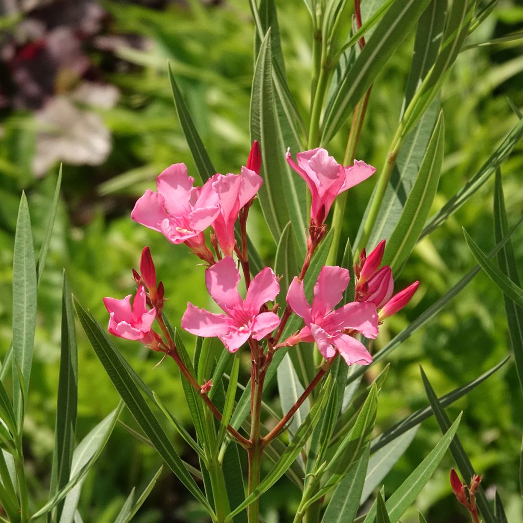 Nerium oleander Maurin des Maures
