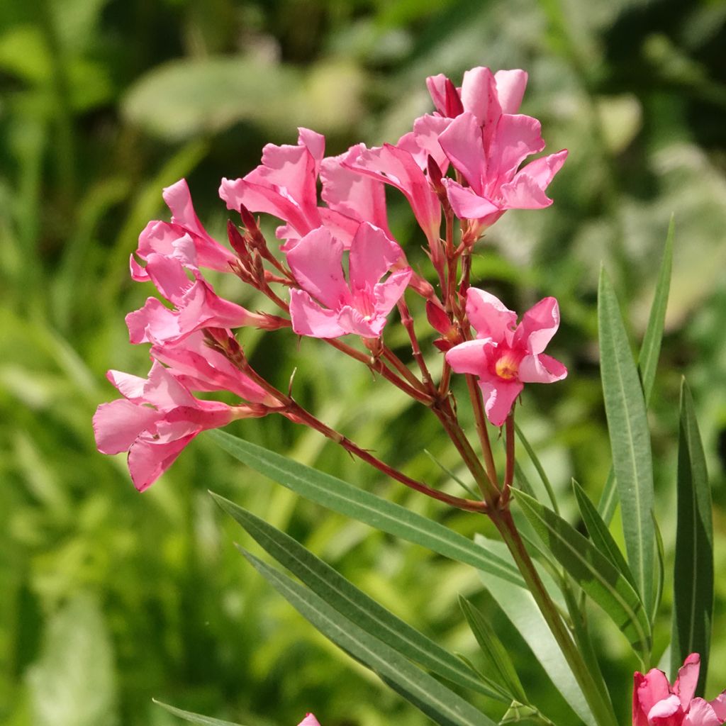 Nerium oleander Maurin des Maures