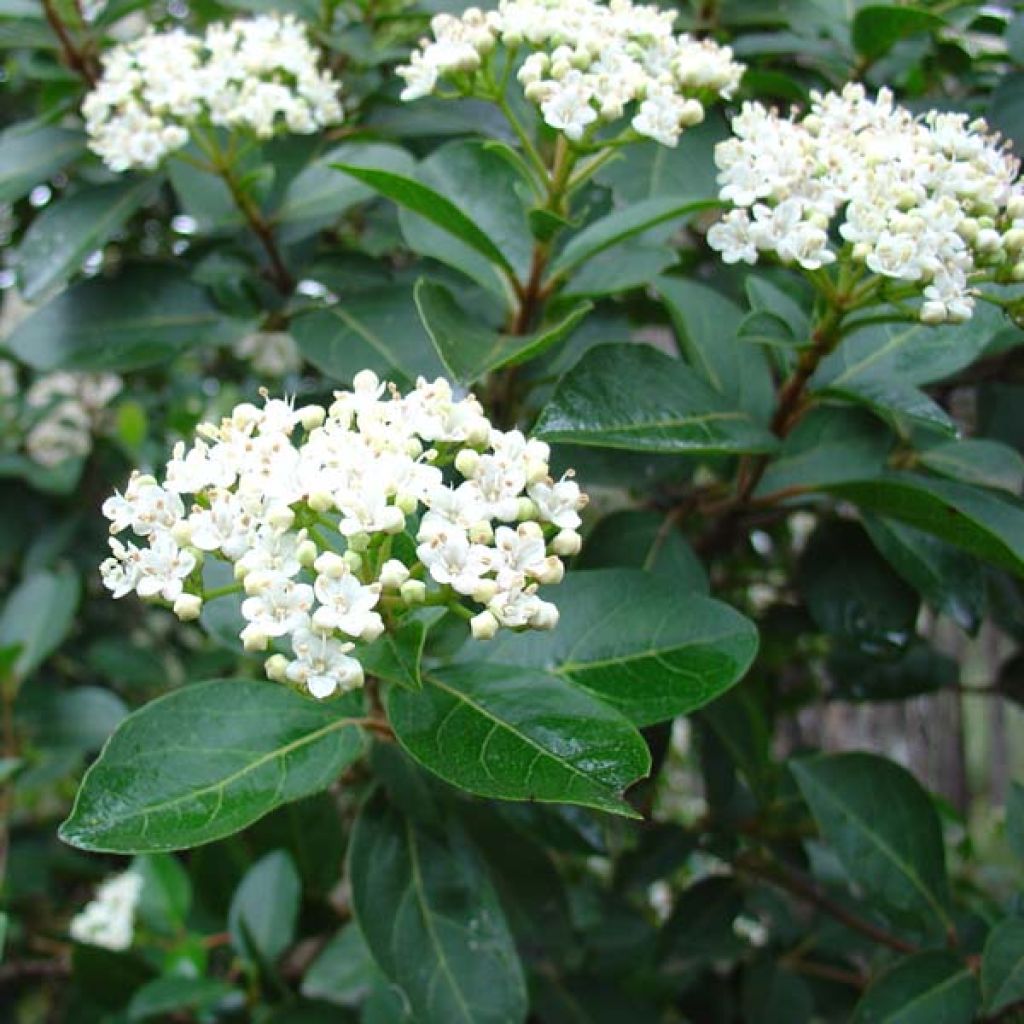 Viburnum tinus - Laurustinus