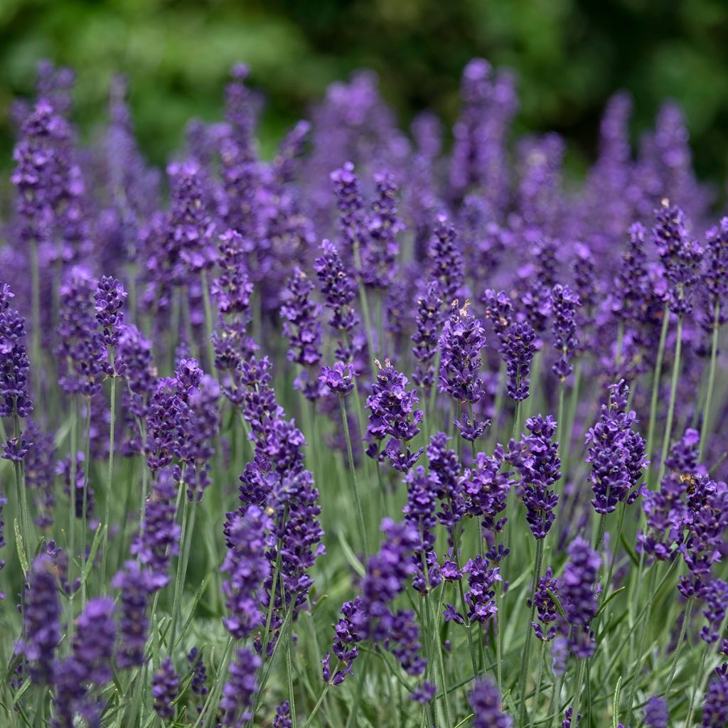 Lavender Hidcote seeds - True Lavender