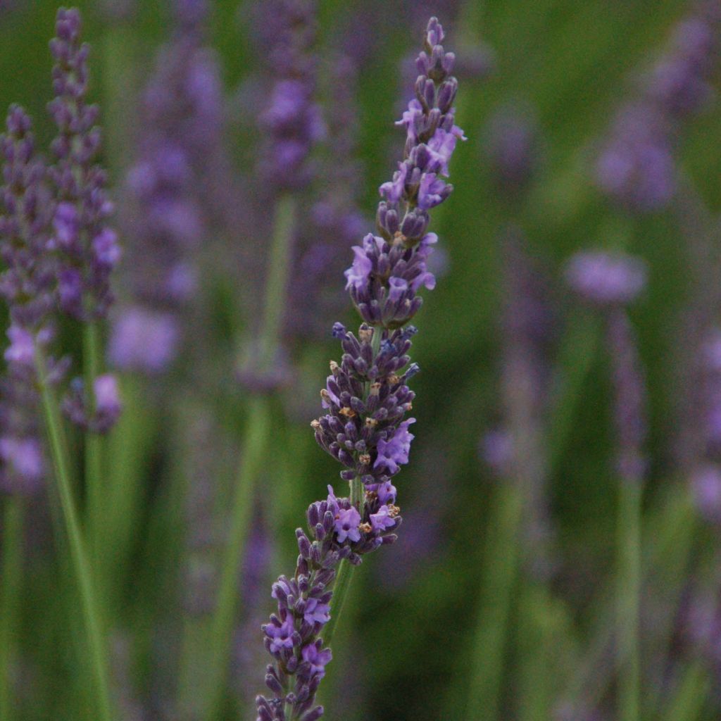 Lavandula intermedia Phenomenal - Lavandin