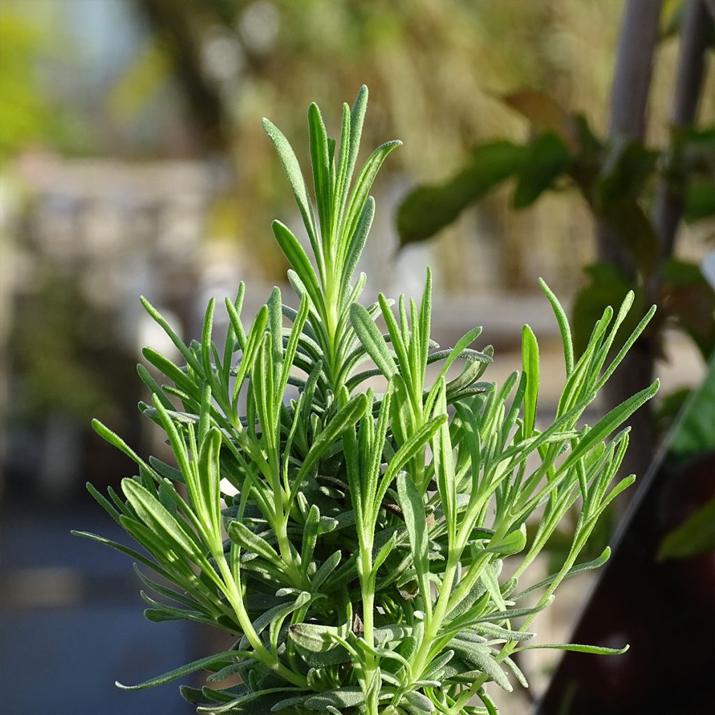 Lavandula angustifolia Alba - True Lavender