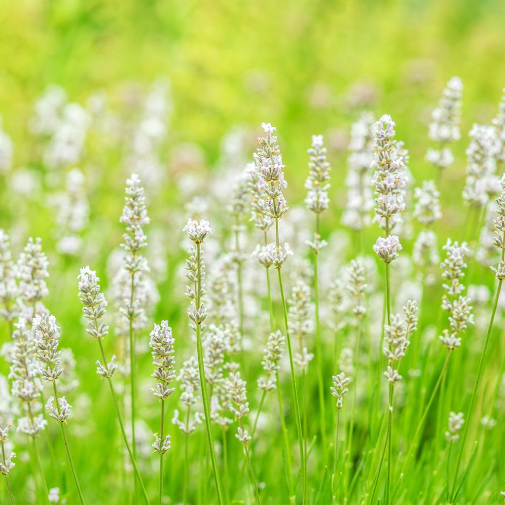 Lavandula angustifolia Alba - True Lavender