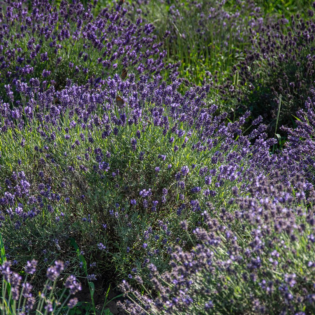 Lavandula angustifolia Havana - True Lavender