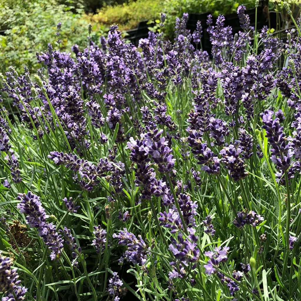 Lavandula angustifolia Hidcote - True Lavender