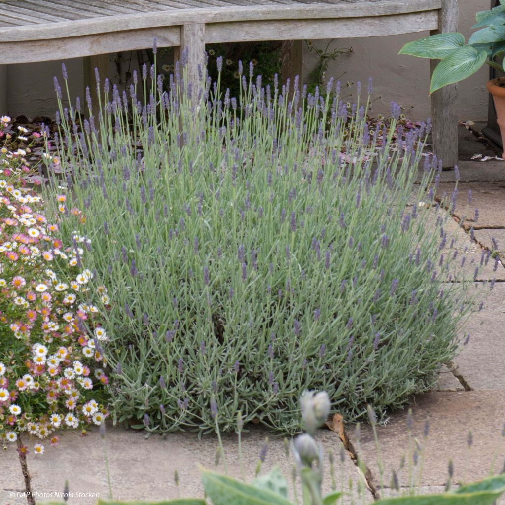 Lavandula x chaytorae Richard Gray - Hybrid Lavender