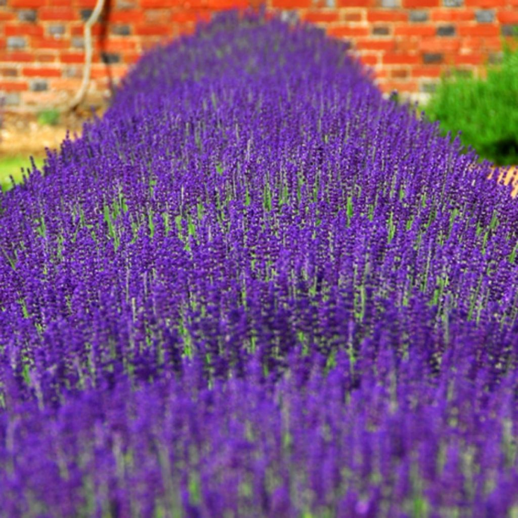 Lavandula angustifolia Hidcote - True Lavender