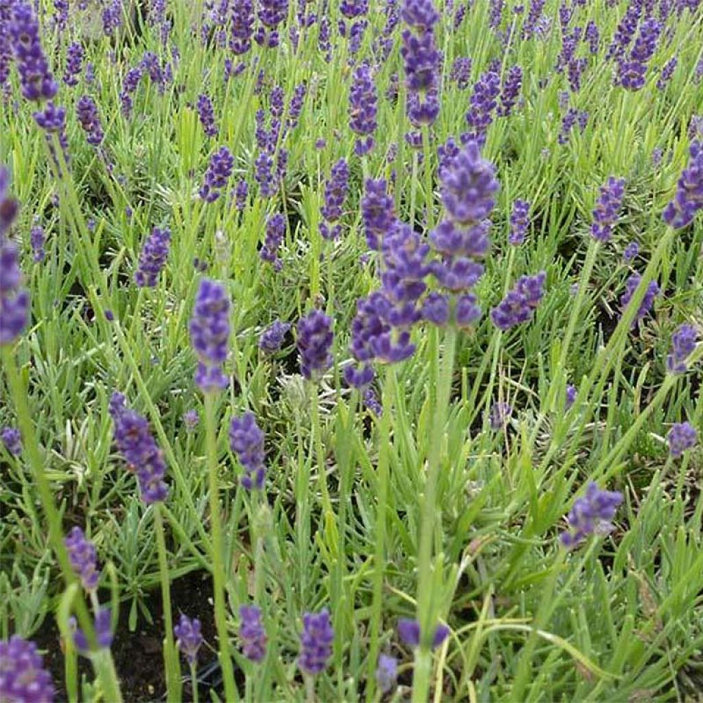 Lavandula angustifolia Twickel Purple - True Lavender