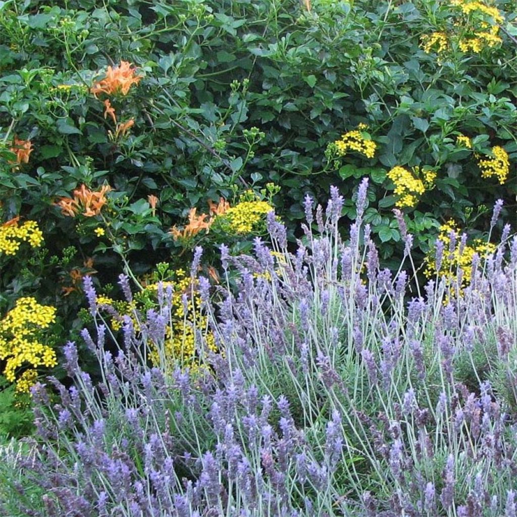Lavandula dentata - Lavender