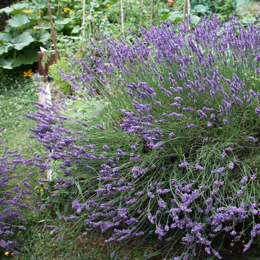 Lavandula intermedia Grosso - Lavandin
