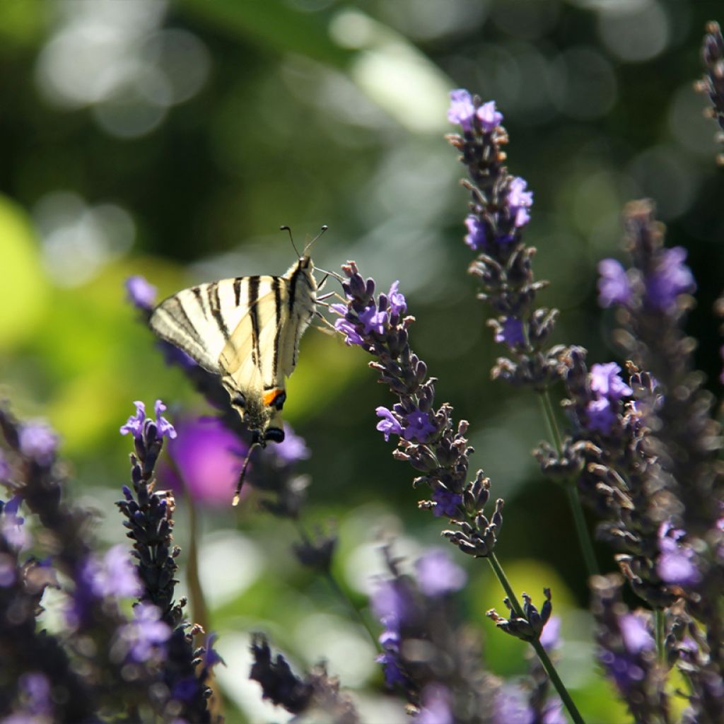 Lavandula intermedia Grosso - Lavandin