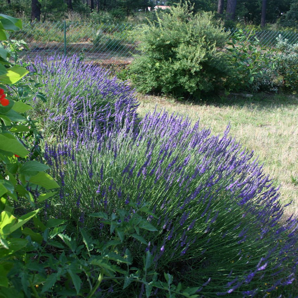 Lavandula intermedia Grosso - Lavandin