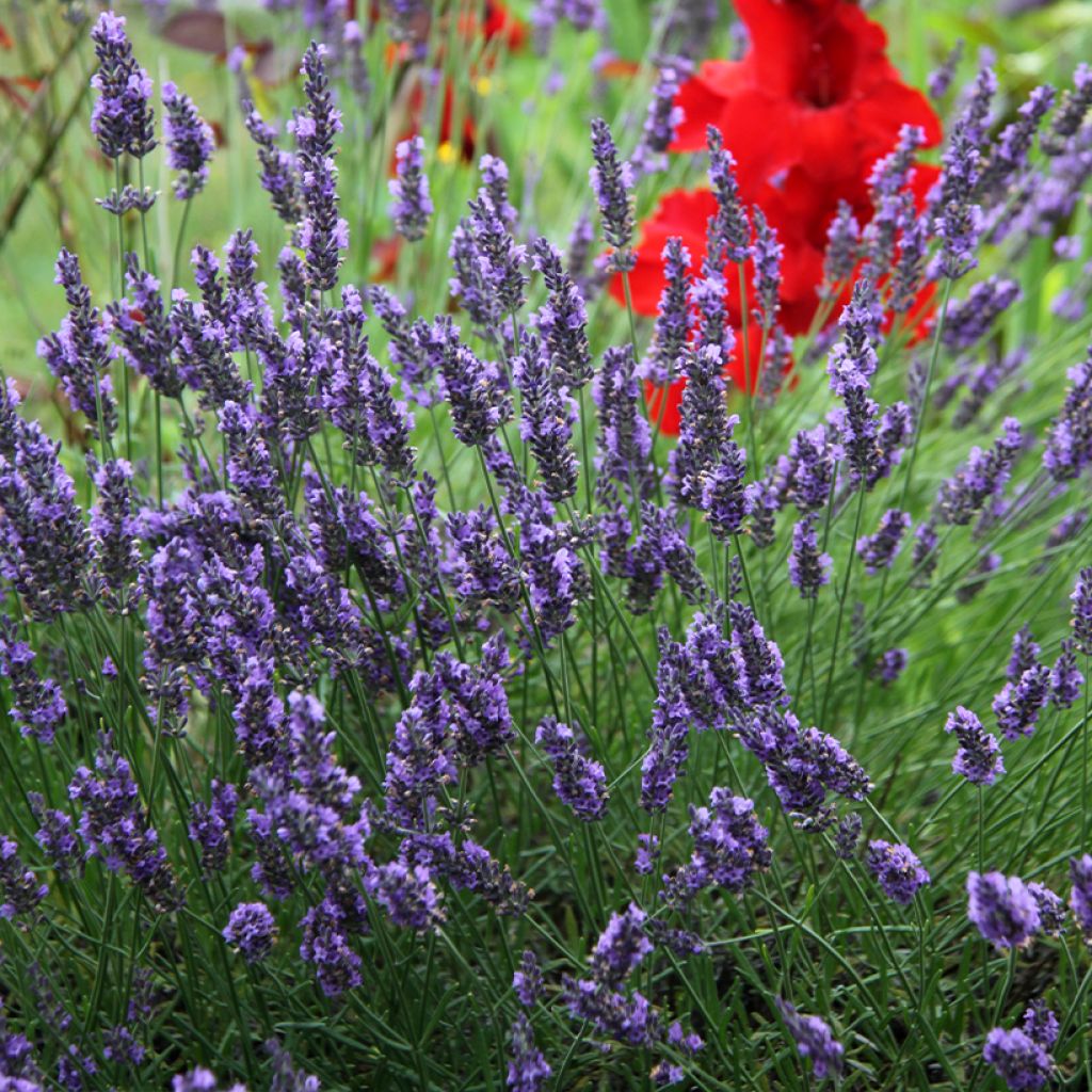 Lavandula intermedia Grosso - Lavandin