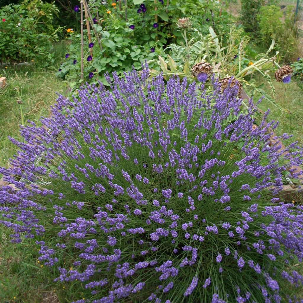 Lavandula intermedia Grosso - Lavandin