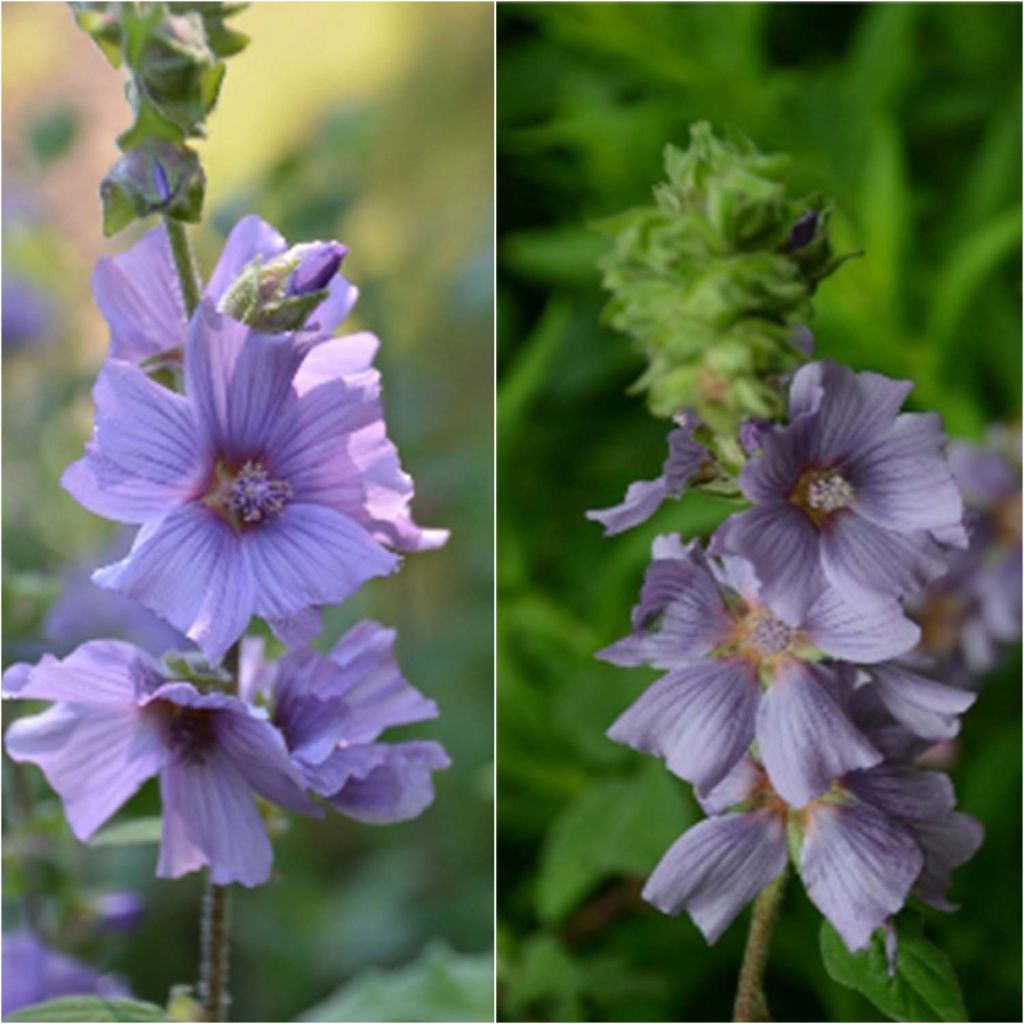 Lavatera Blue Bird - Lavatère arbustive