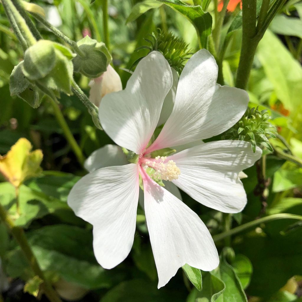 Lavatera olbia Frederique - Tree Mallow