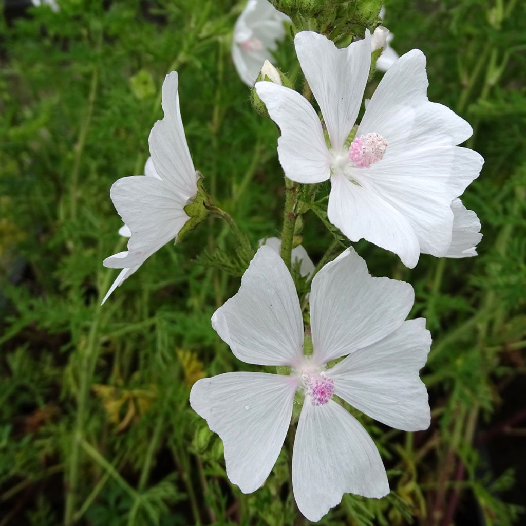 Lavatera White Angel - Tree Mallow