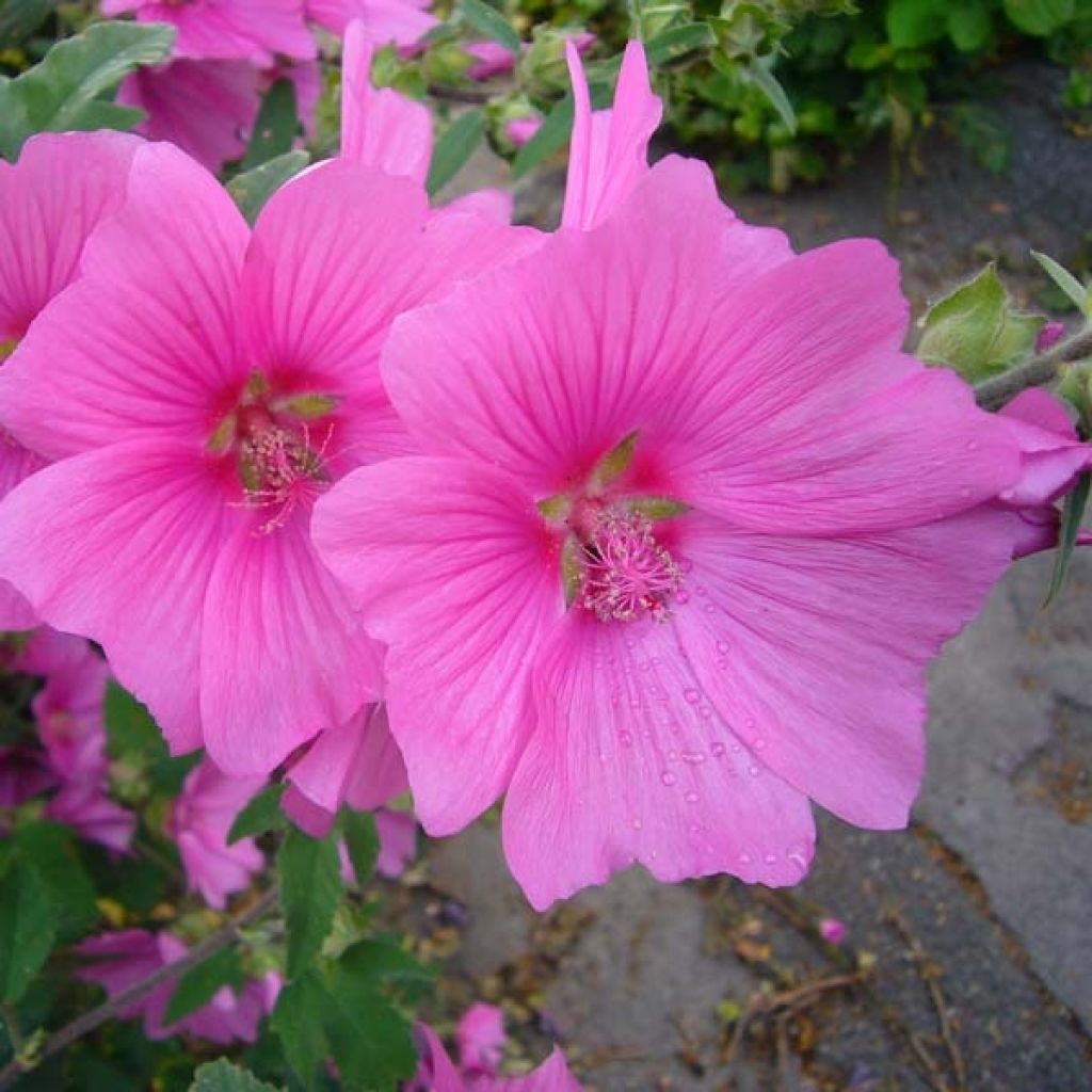 Lavatera Burgundy Wine - Tree Mallow