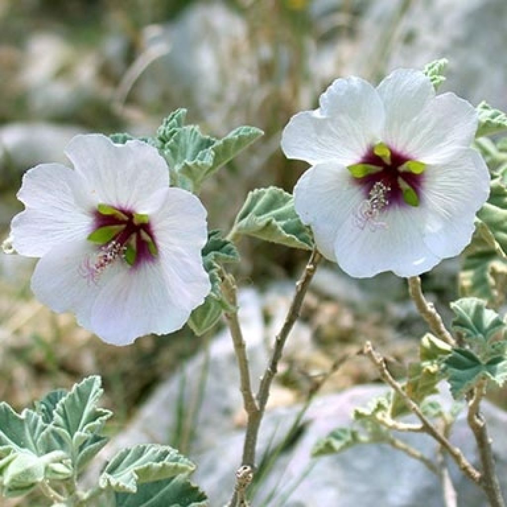 Lavatera maritima - Tree Mallow
