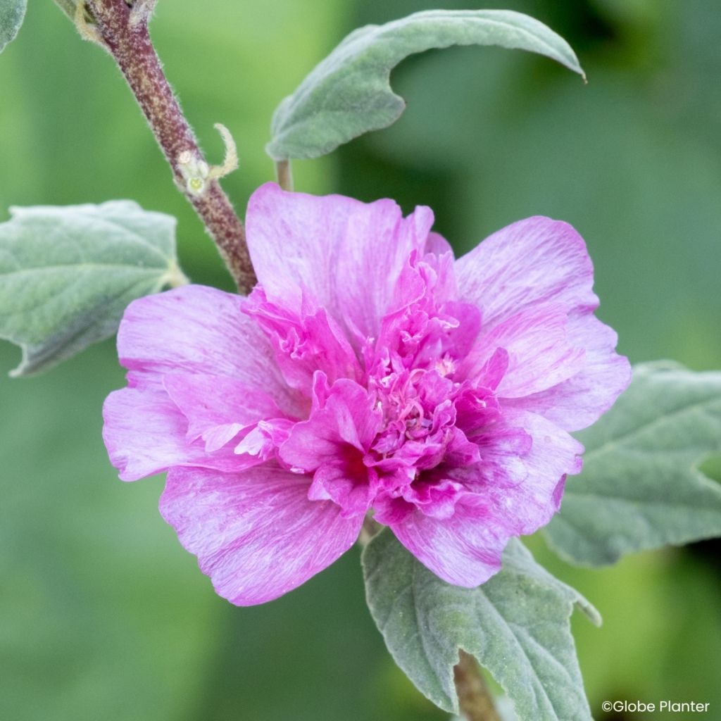 Lavatera Princess Pink - Tree mallow