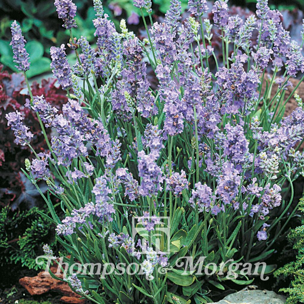 Lavendula angustifolia Ellagance Sky Seeds - True Lavender