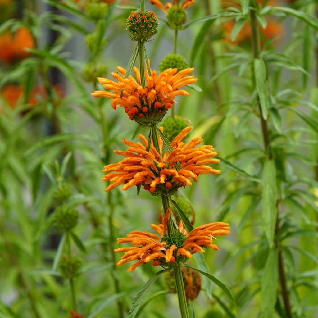 Leonotis nepetifolia seeds - Lion's tail