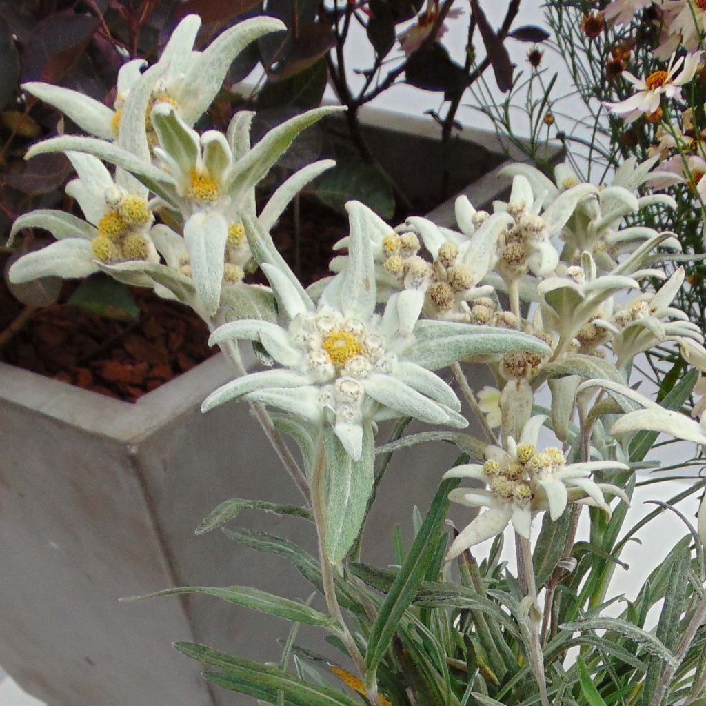 Leontopodium alpinum Blossom of Snow - Edelweiss