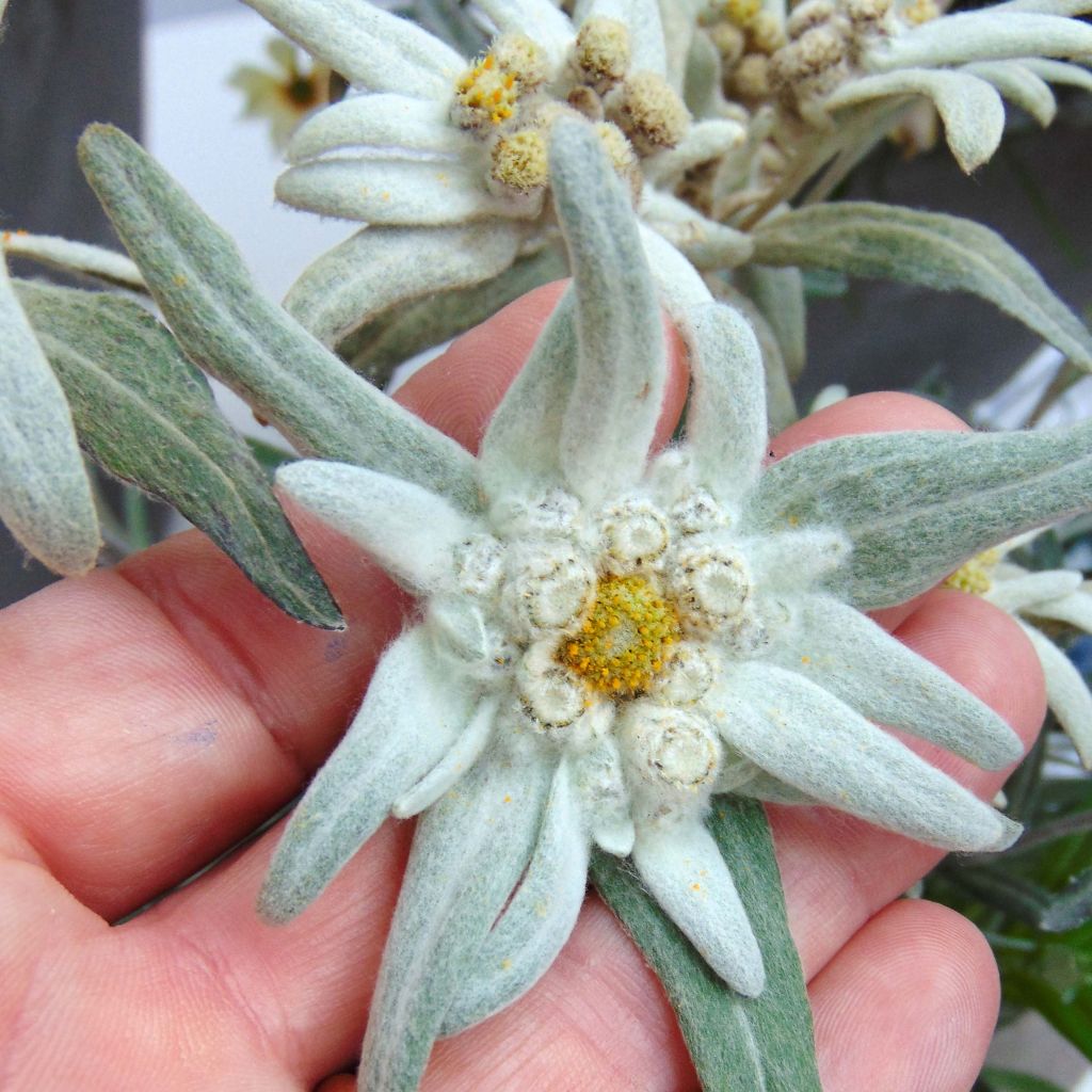 Leontopodium alpinum Blossom of Snow - Edelweiss