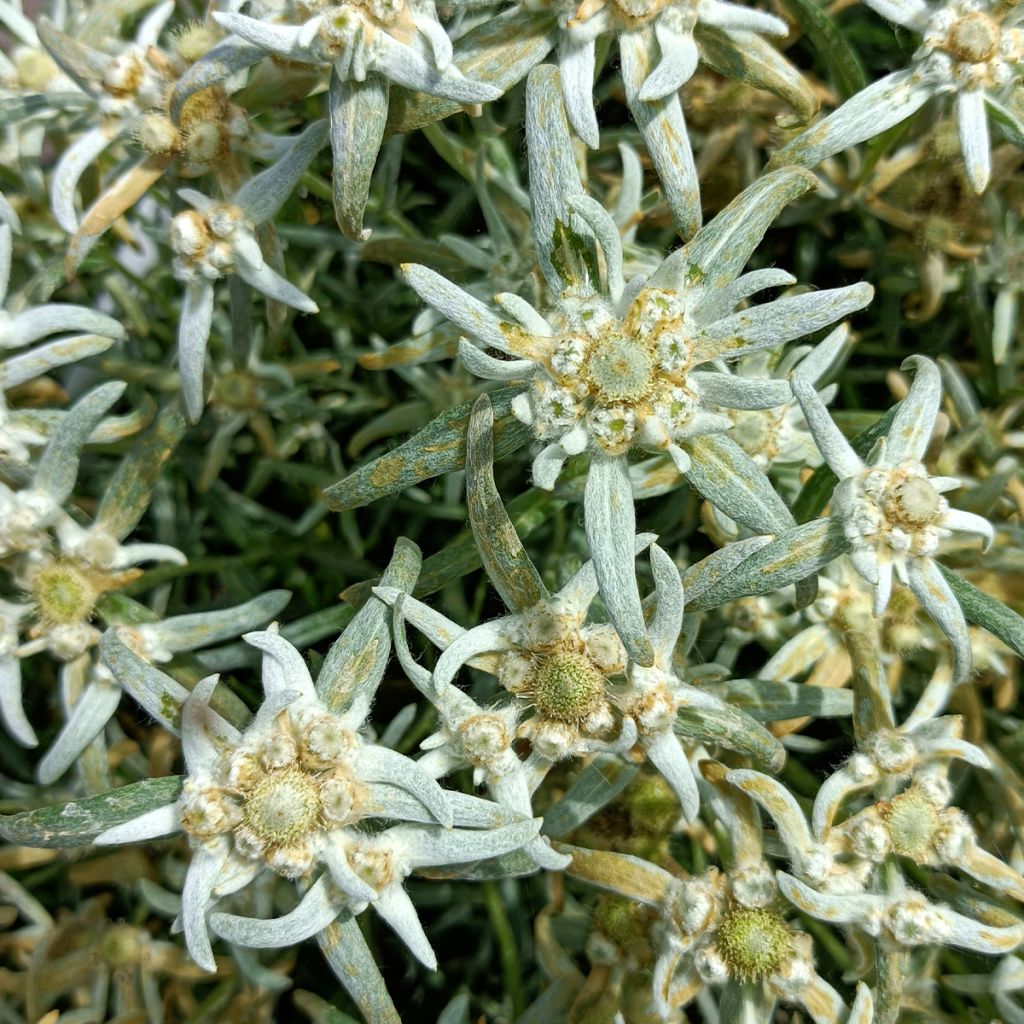 Leontopodium alpinum Blossom of Snow - Edelweiss