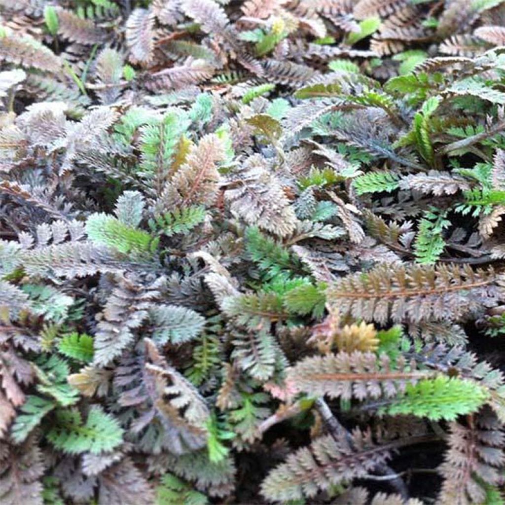 Leptinella potentillina