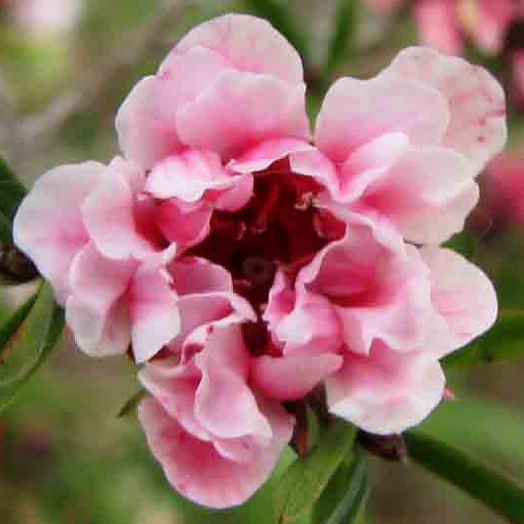 Leptospermum scoparium Apple blossom - Tea-tree