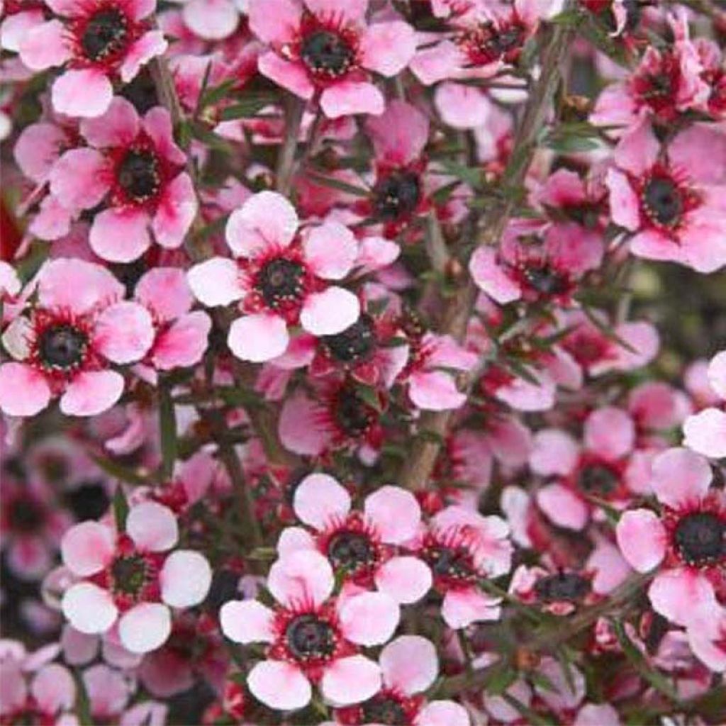 Leptospermum scoparium Martini - Tea-tree