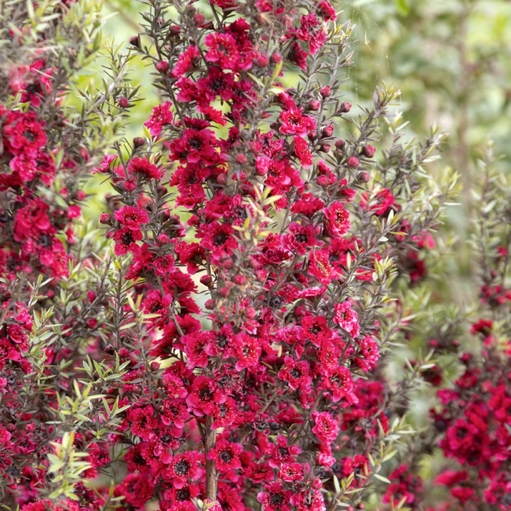 Leptospermum scoparium Red damask - Tea-tree