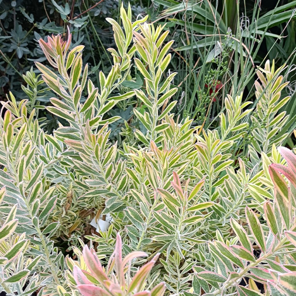 Leucadendron Safari Sunshine - Conebush