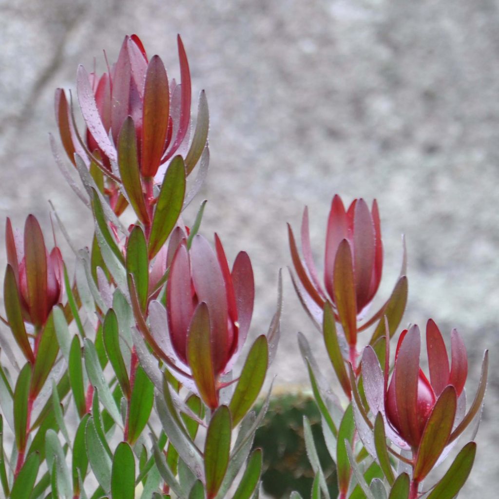 Leucadendron Safari Sunset - Conebush