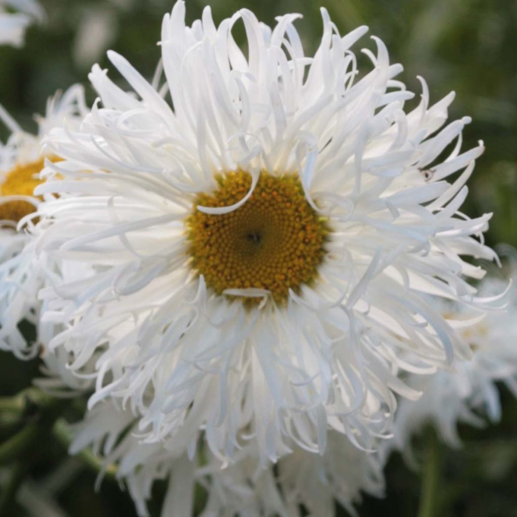 Leucanthemum superbum Shapcott Ruffles - Shasta Daisy