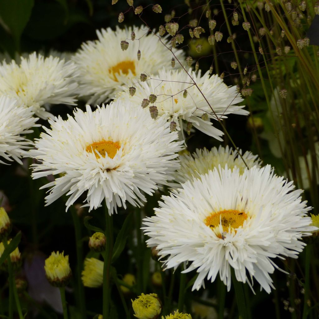Leucanthemum superbum Shapcott Summer Clouds - Shasta Daisy