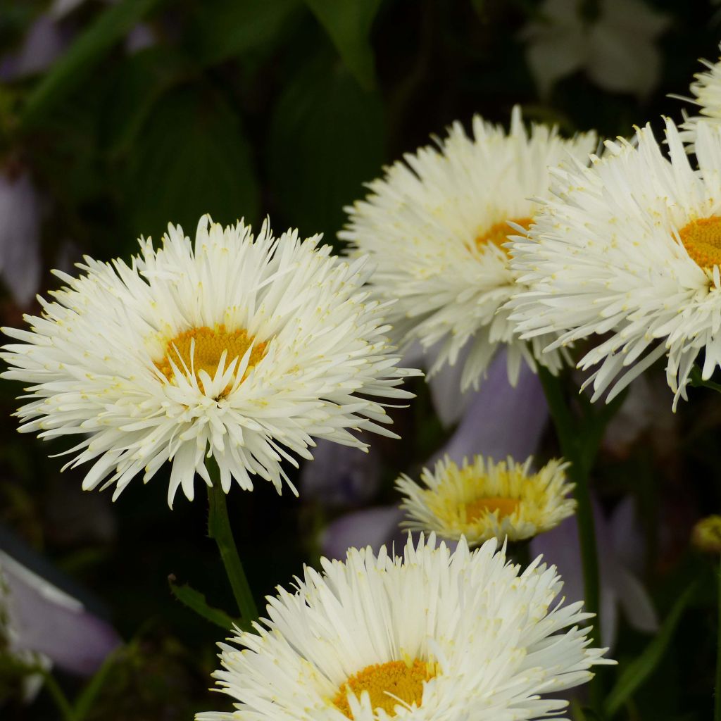 Leucanthemum superbum Shapcott Summer Clouds - Shasta Daisy