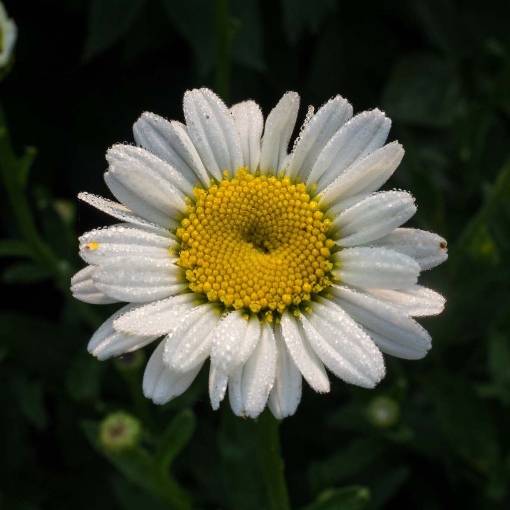 Leucanthemum superbum Becky - Shasta Daisy