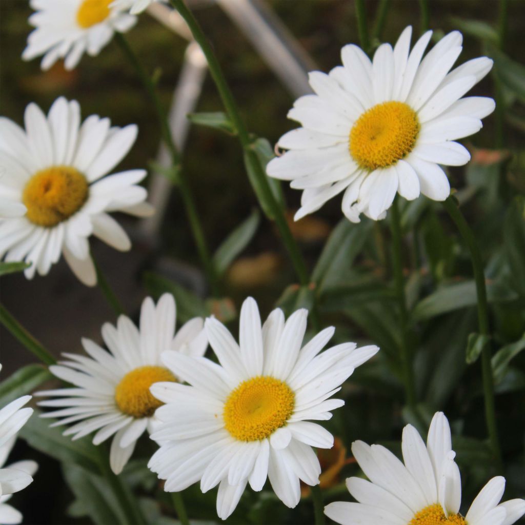 Leucanthemum superbum Becky - Shasta Daisy