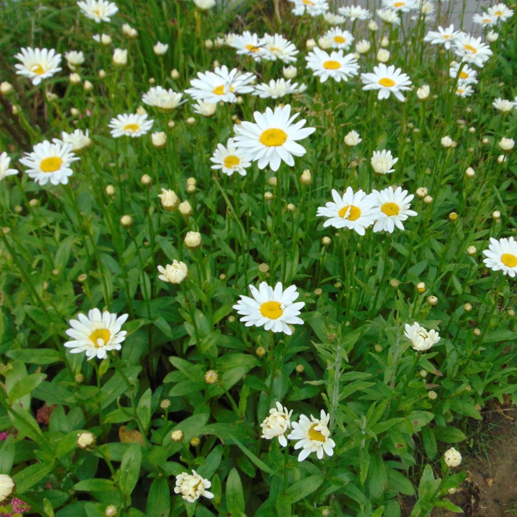 Leucanthemum superbum Becky - Shasta Daisy