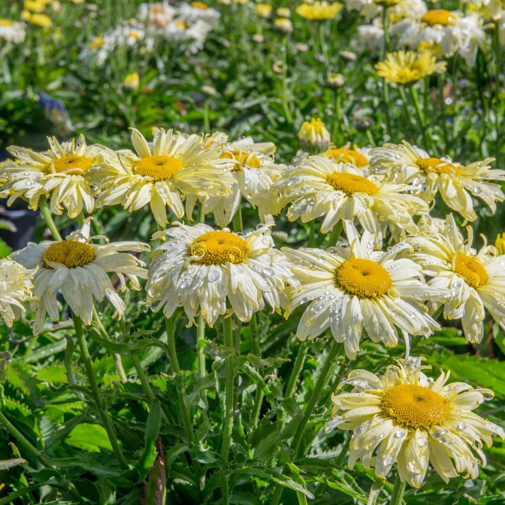 Leucanthemum superbum Goldfinch - Shasta Daisy