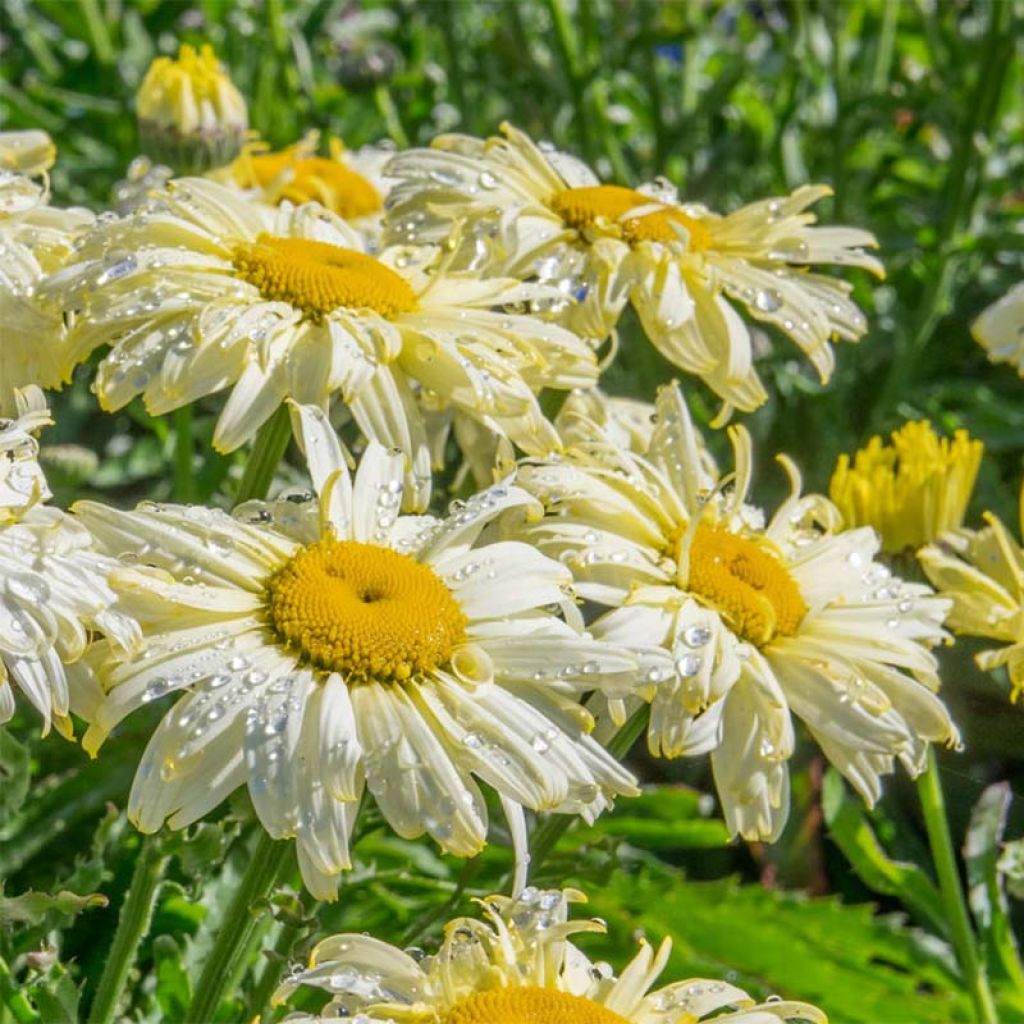 Leucanthemum superbum Goldfinch - Shasta Daisy