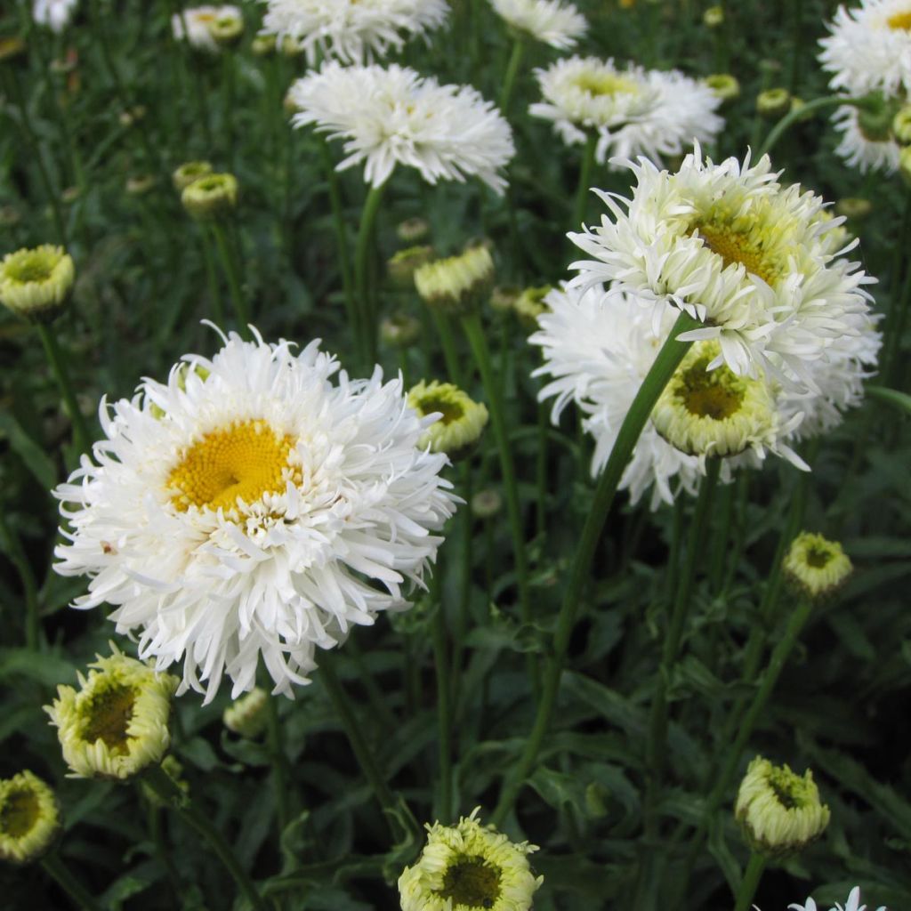 Leucanthemum superbum Engelina - Shasta Daisy