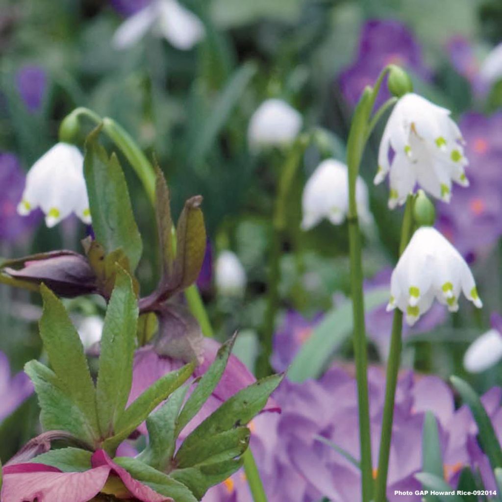 Leucojum vernum - Spring Snowflake