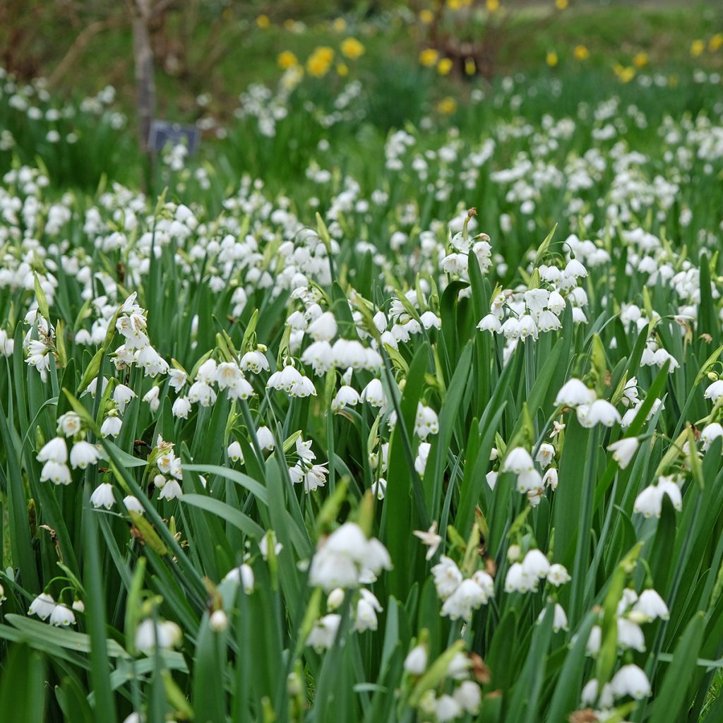 Leucojum aestivum 'Bridesmaid'
