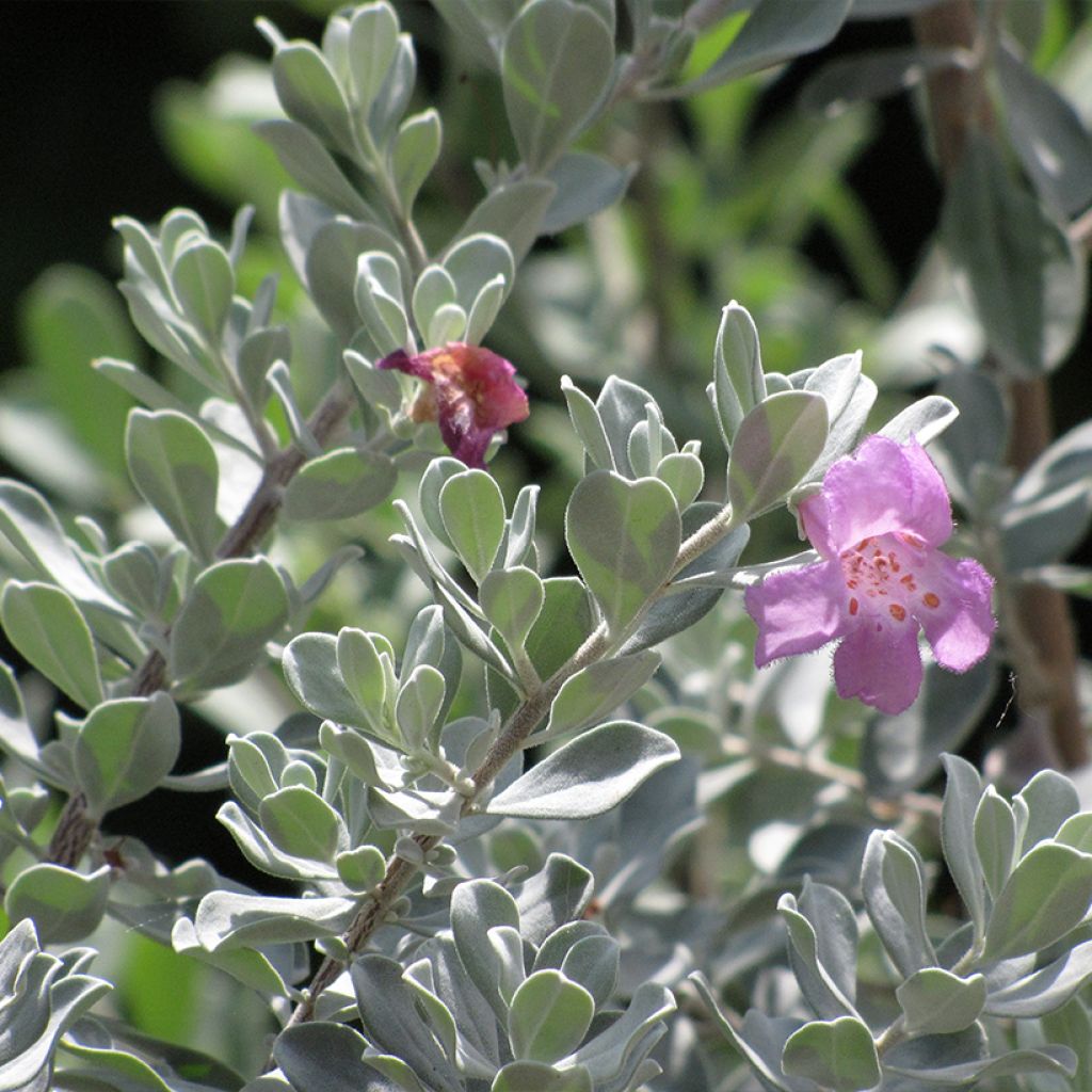 Leucophyllum frutescens
