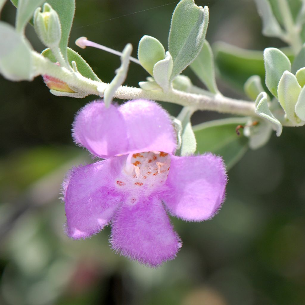 Leucophyllum frutescens